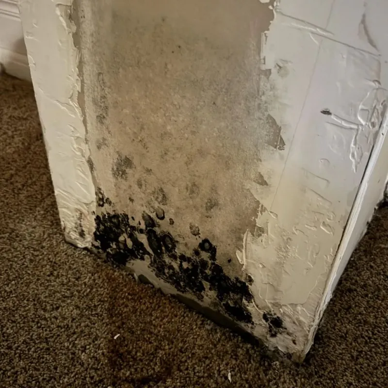 Professional Mold Removal in Smithville, OH